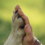 cursus communiceren met dieren hondpoot