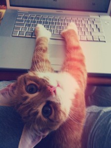 cat-computer-cute-awww-Favim.com-674991