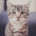 Wat is een kattengedragstherapeut