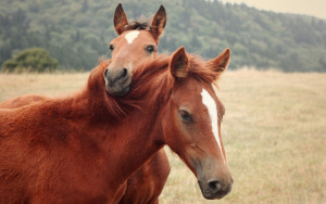 telepathisch contact met je paard maken